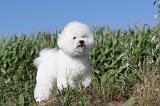 BICHON FRISE 001